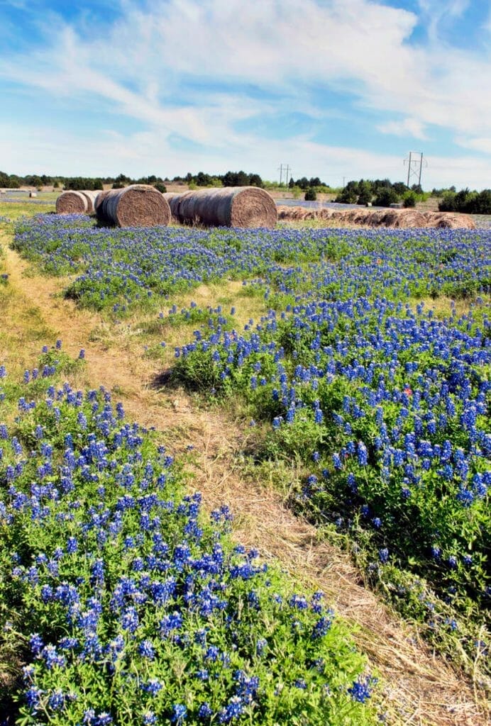 Elope in Texas flower fields