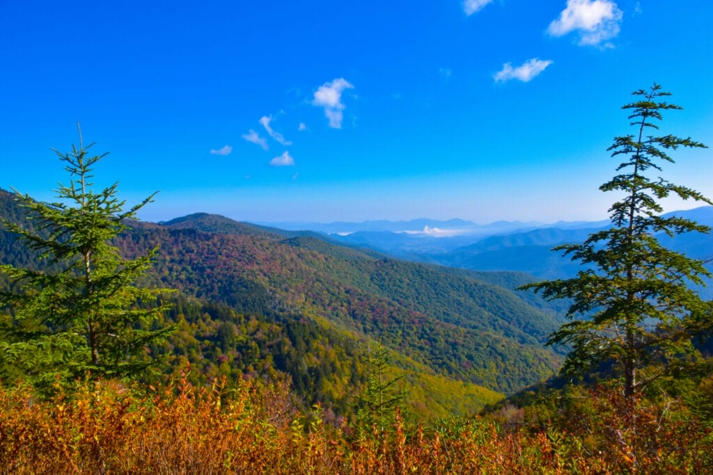 Hills and trees of SC